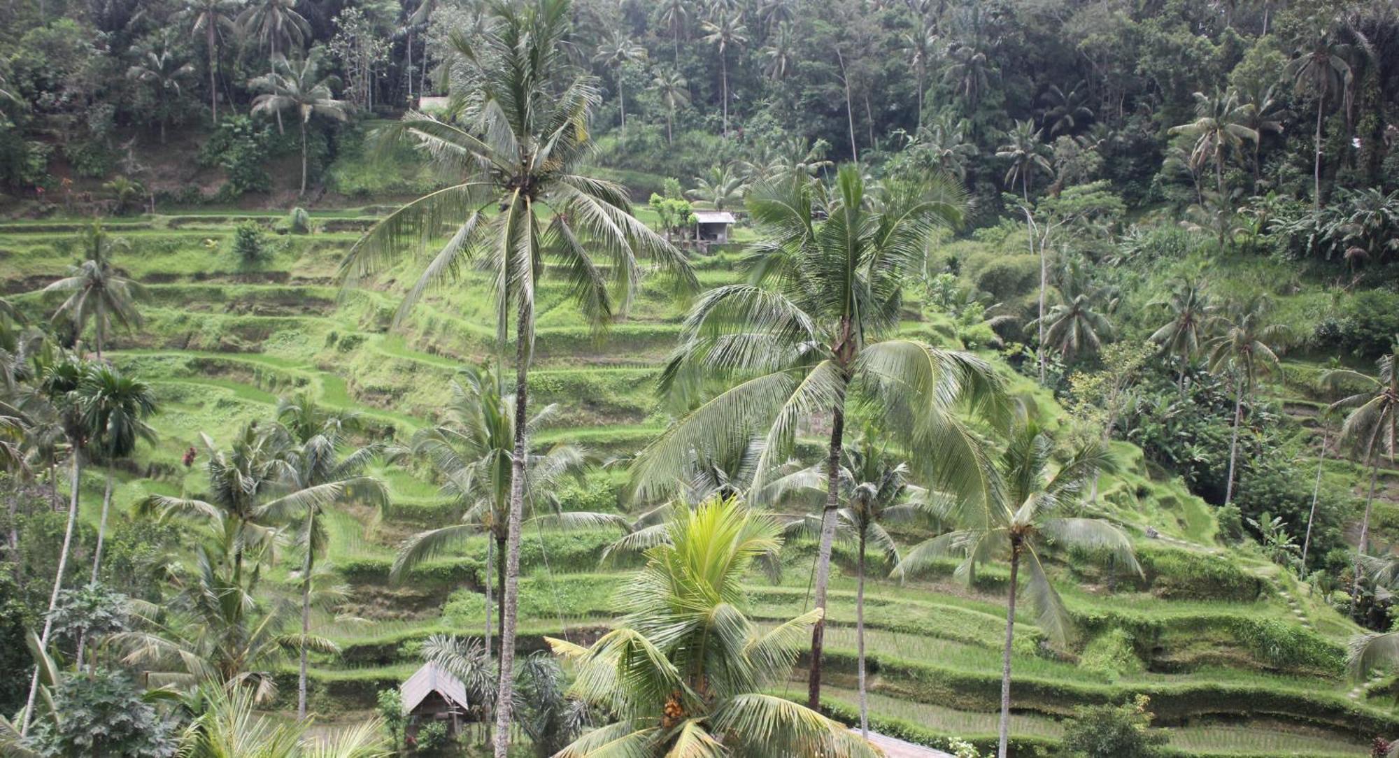 Sari Gong Guest House, A Trishula Collection Ubud Exterior foto